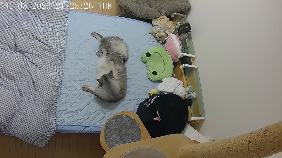 ルカ@Сolor's tweet media