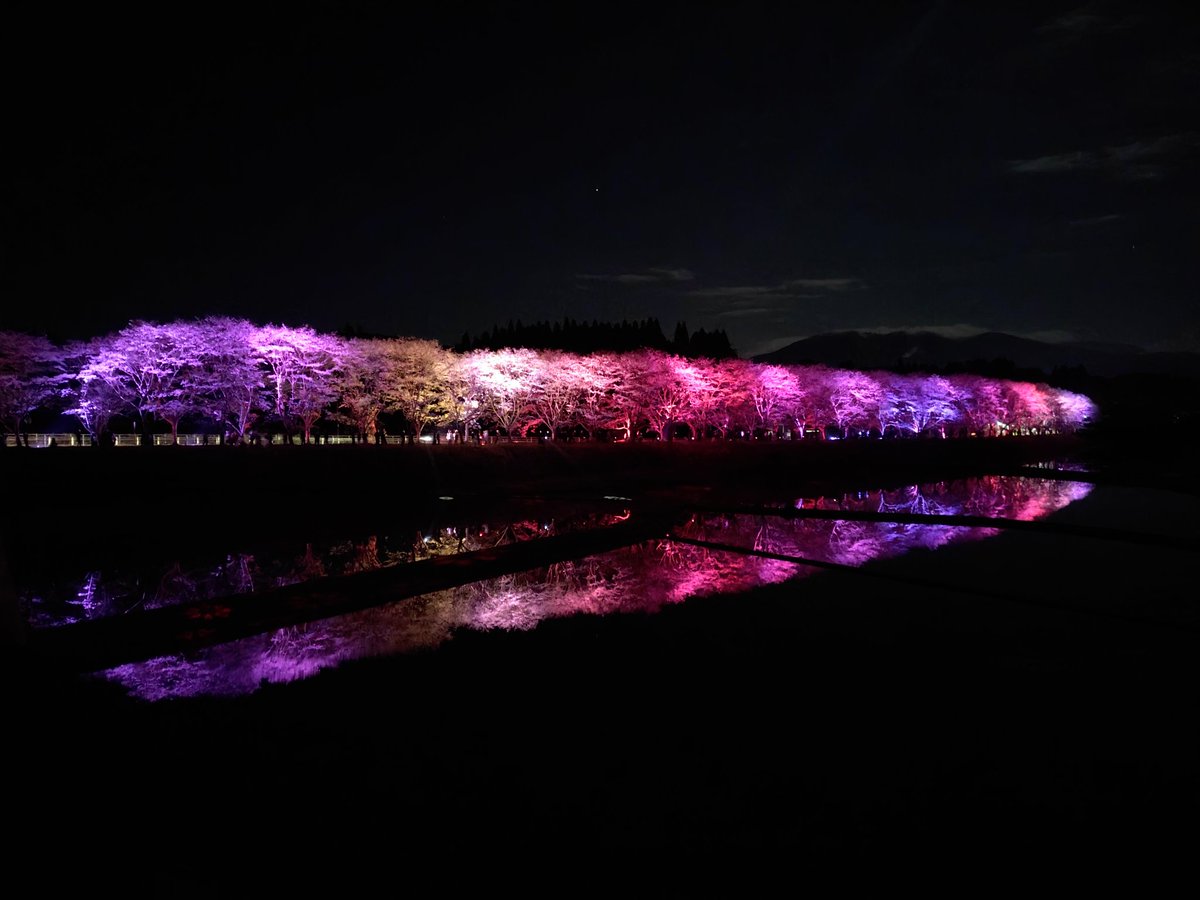 湧水町轟地区の桜並木ライトアップに行ってきたよっ！！！🌸💡 今日が