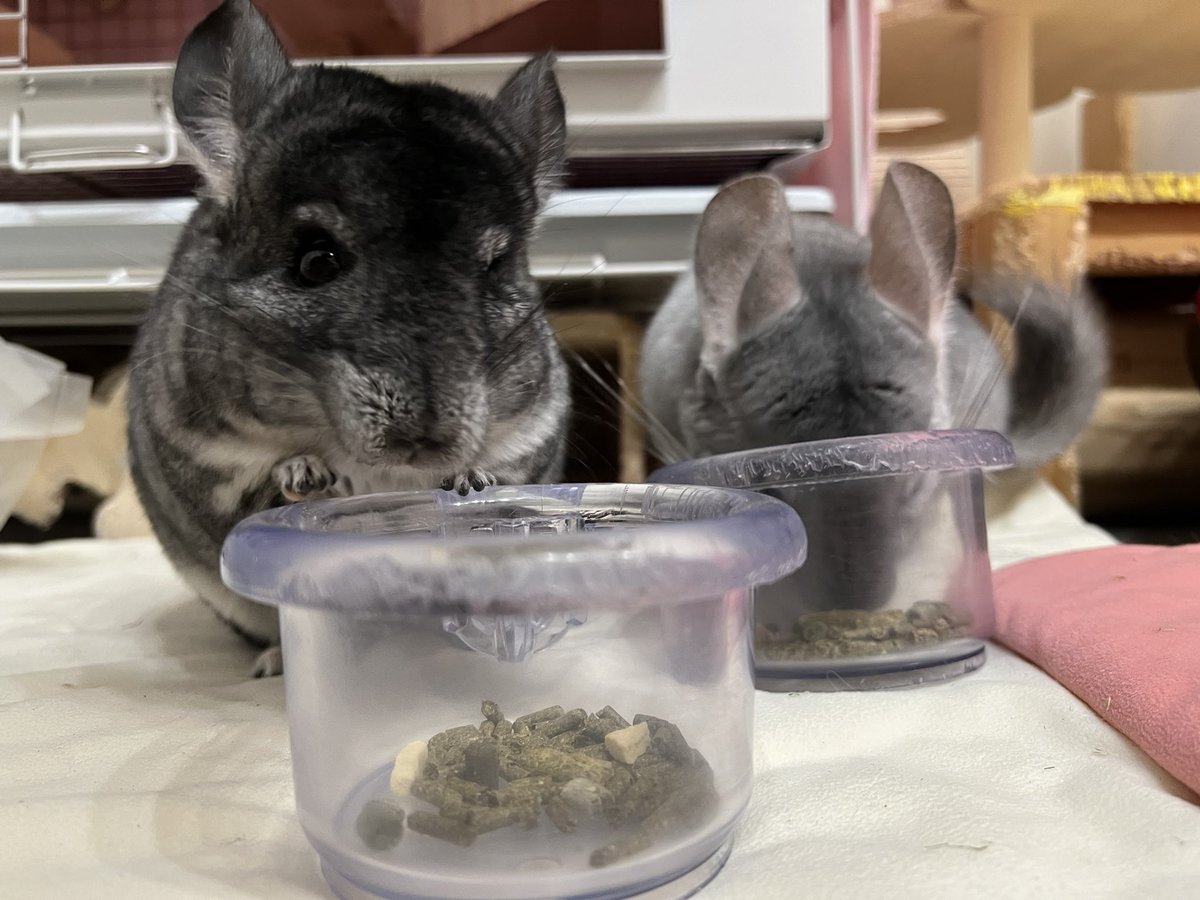 Micu201637🦭 tweet media