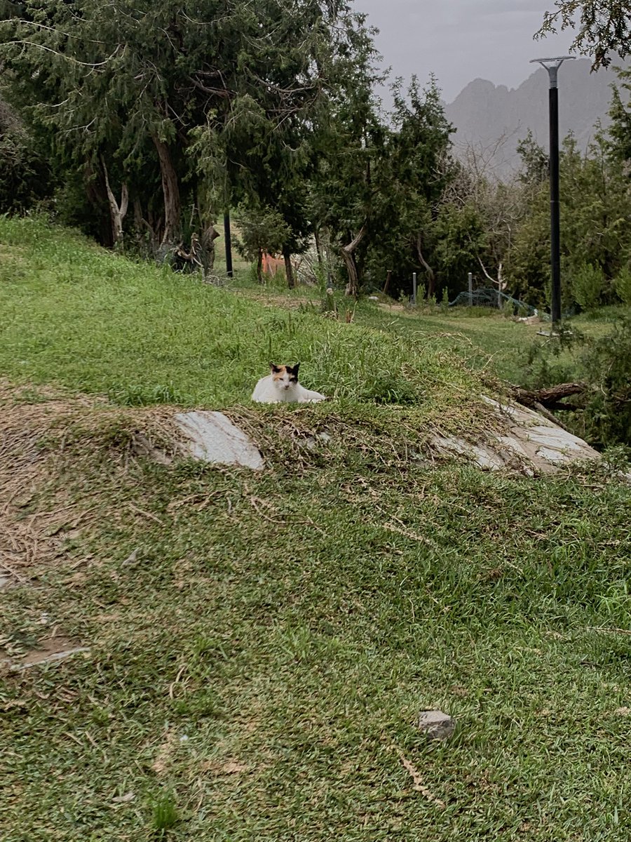 ˚ִִ ˖ tot🫐˚ִִ ˖ tweet media