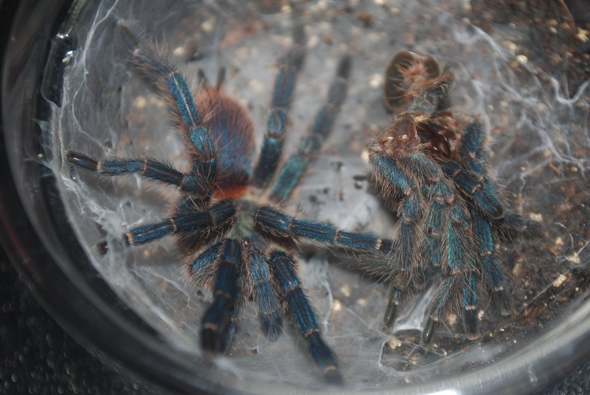 ぶに丸 tweet media