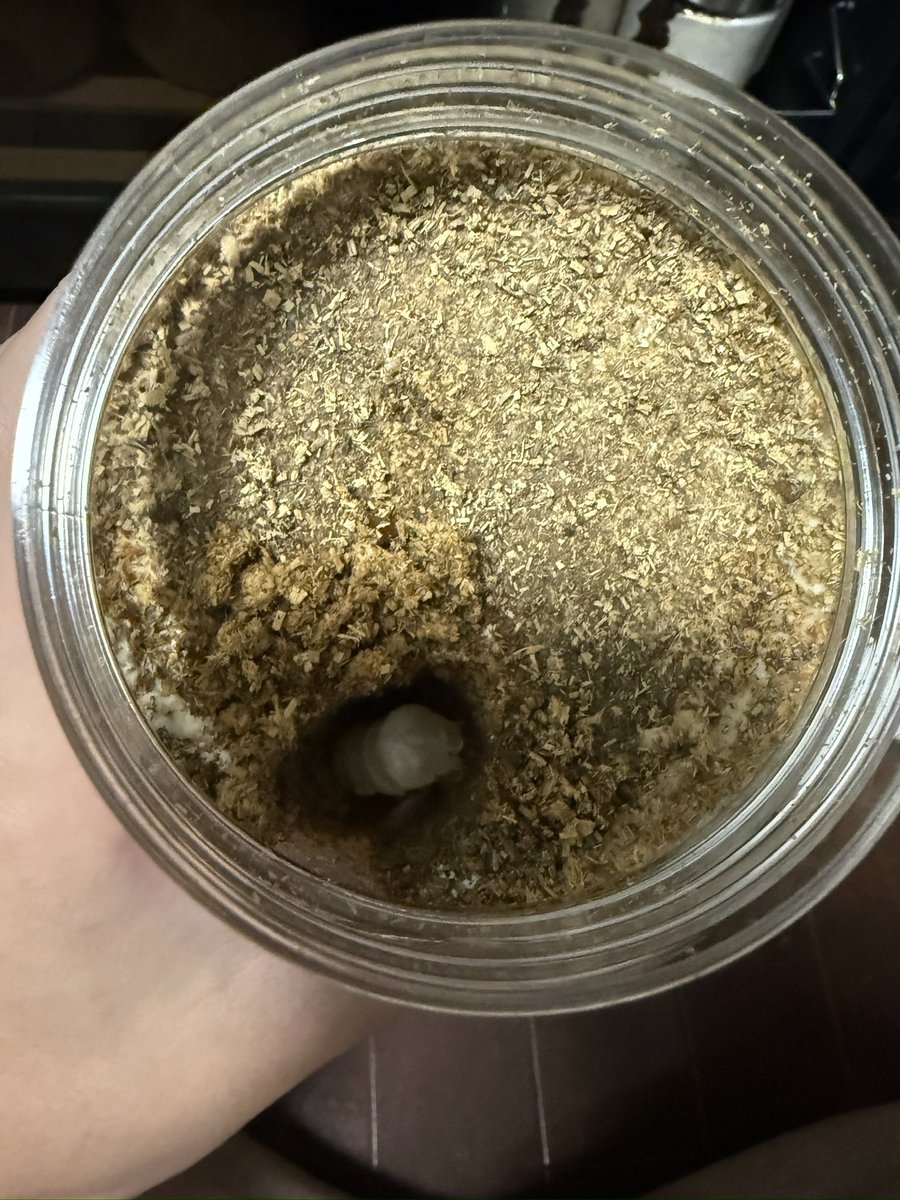 にっしー@クワガタ飼育初心者 tweet media