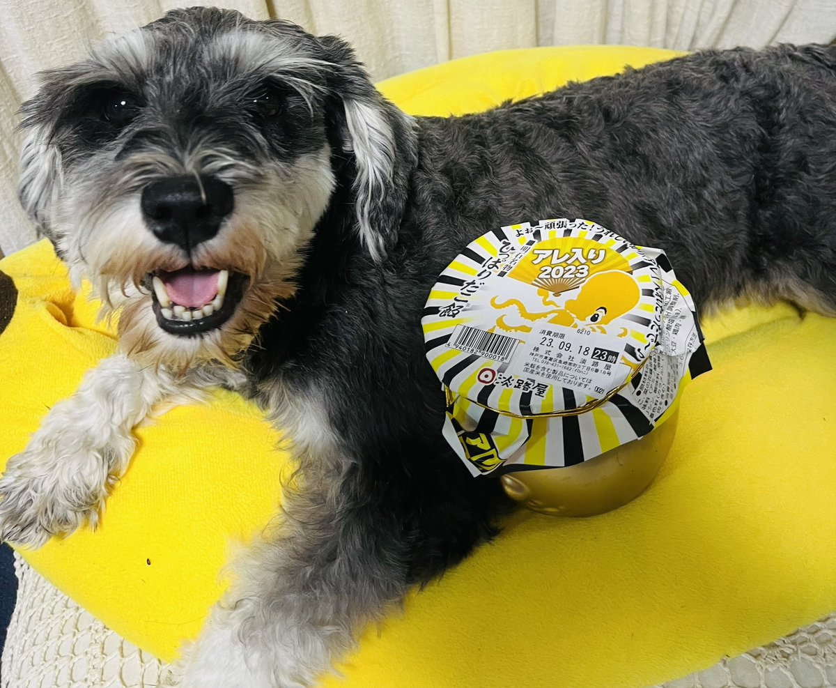 きくちＰ tweet media