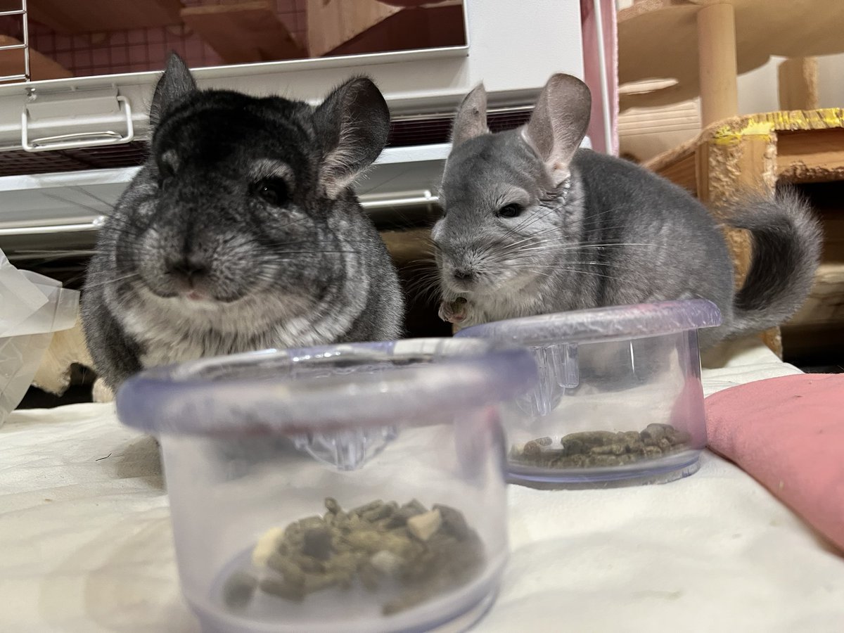 Micu201637🦭 tweet media