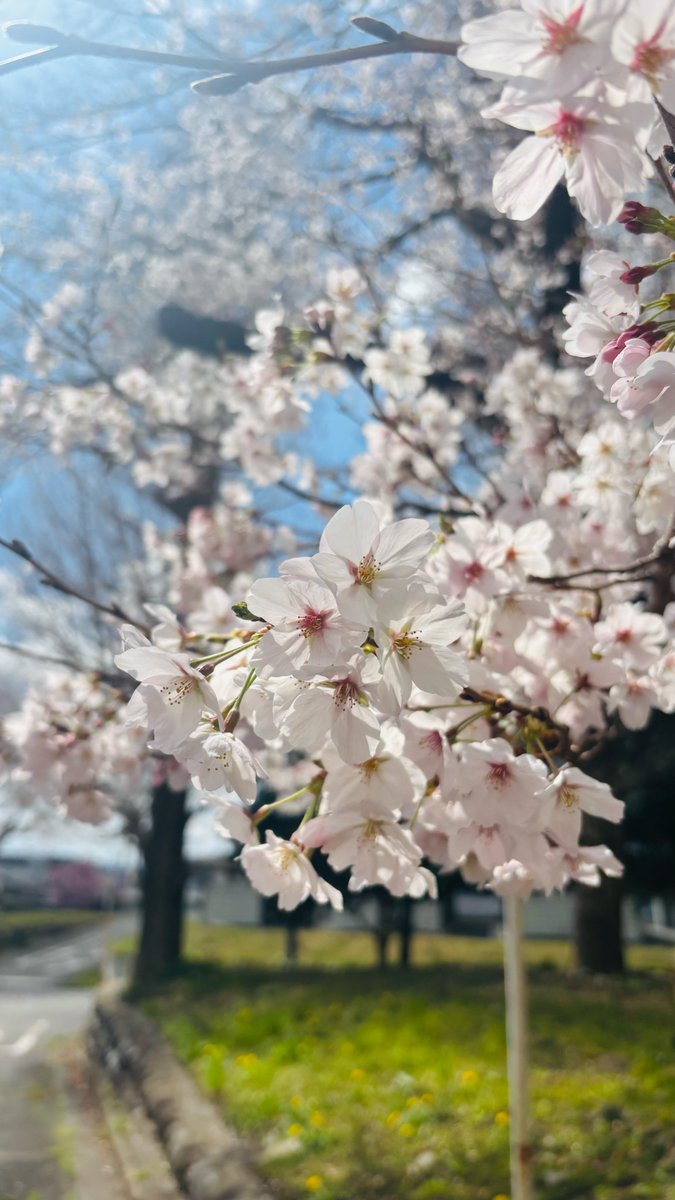 群馬大学学生フォーミュラチームGUFT-Sub tweet media