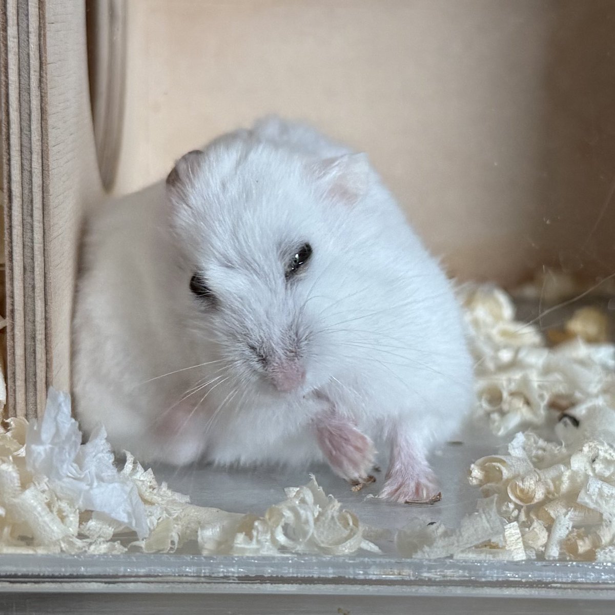 졸린 이장과 쥐인님들 tweet media