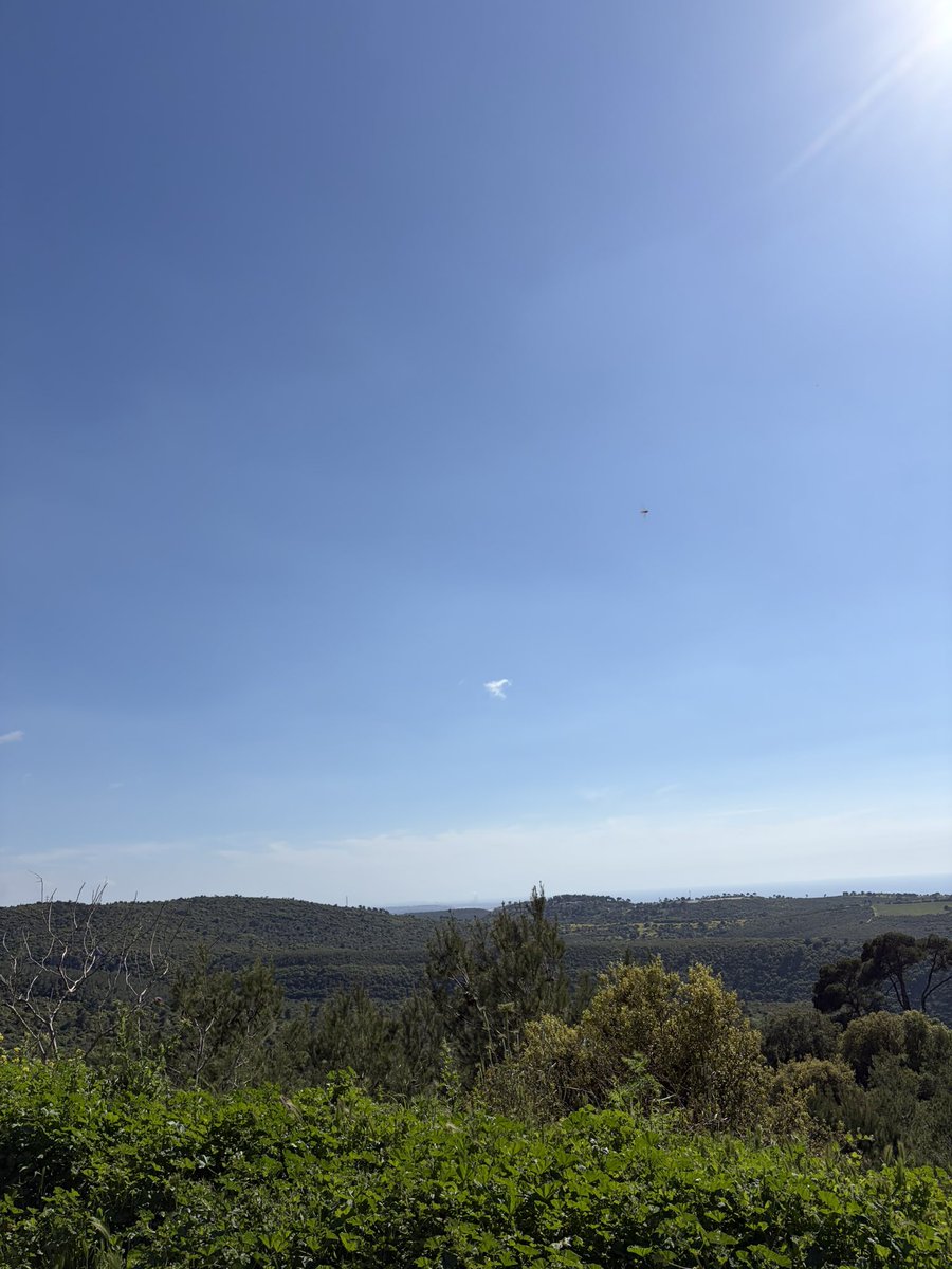 tammar zohar tweet media