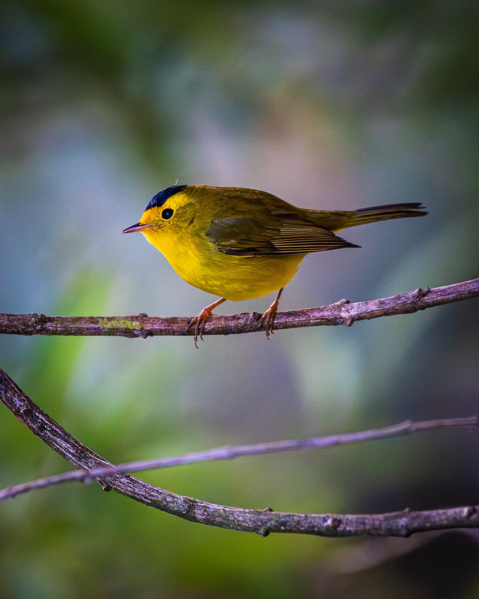 J. P. Monge S. tweet media