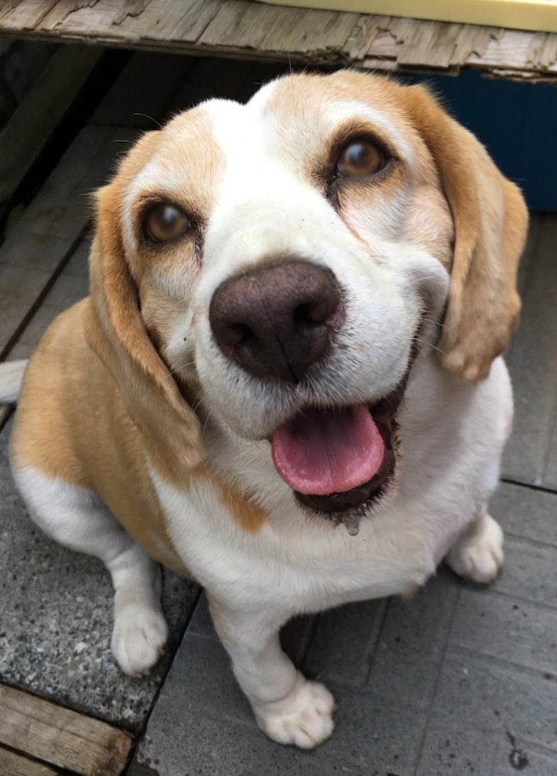 さいふぁ〜JPの人捲オールイン🇯🇵 tweet media