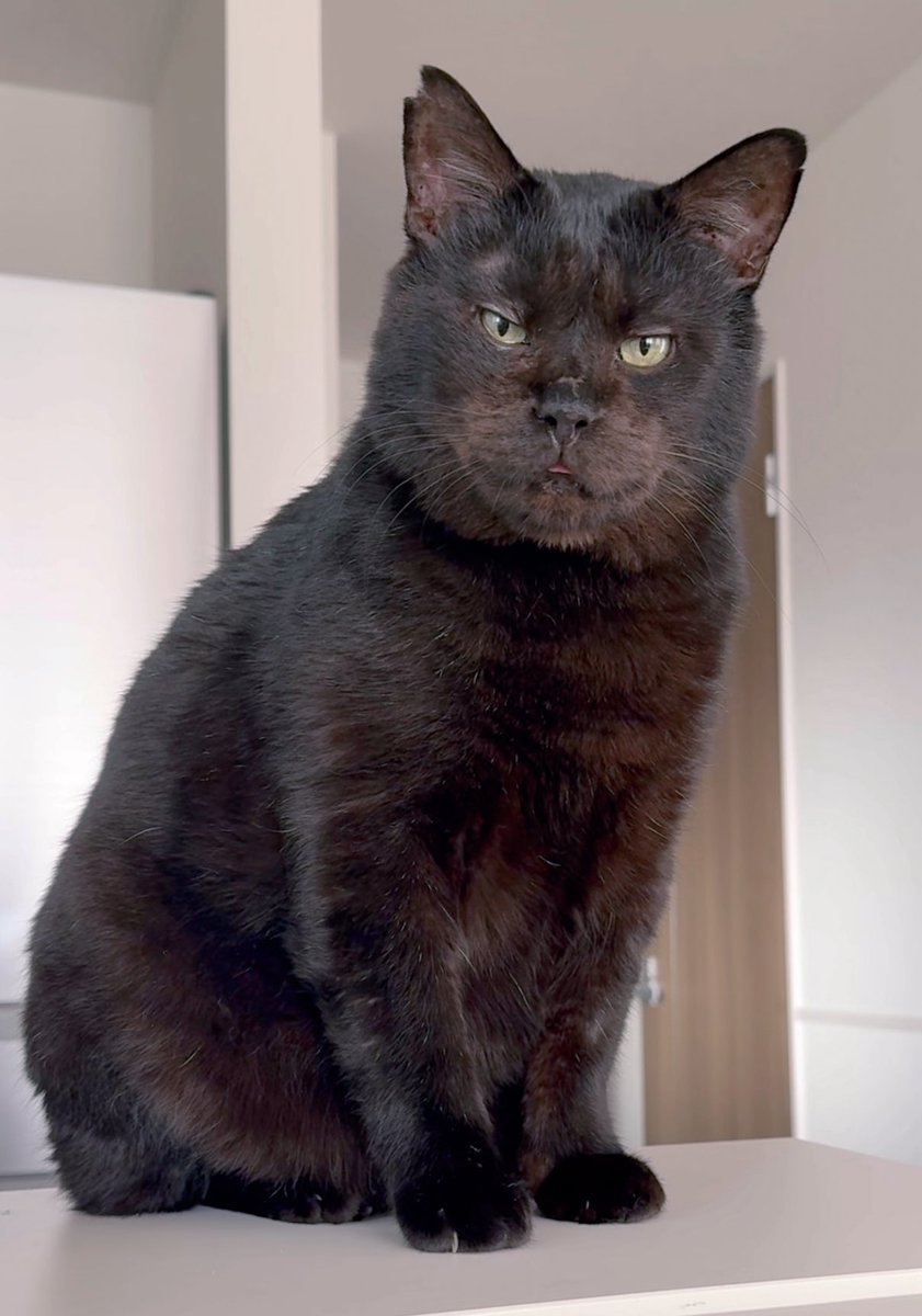 元ボス猫むさし tweet media