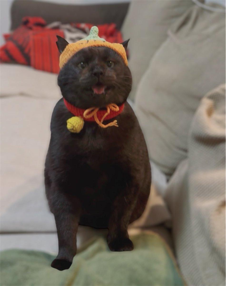 元ボス猫むさし tweet media