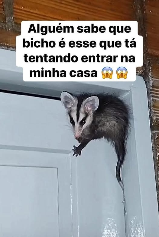 @pontinisandra McCartney tweet media