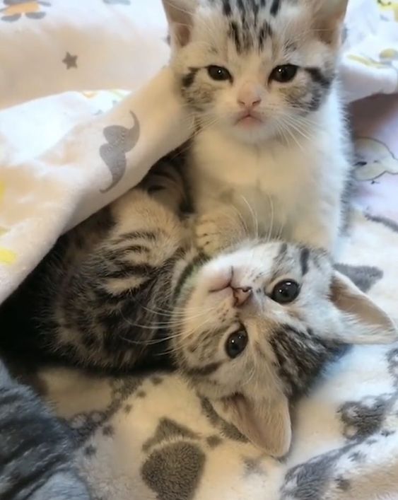 Animal lover🐕😺 tweet media