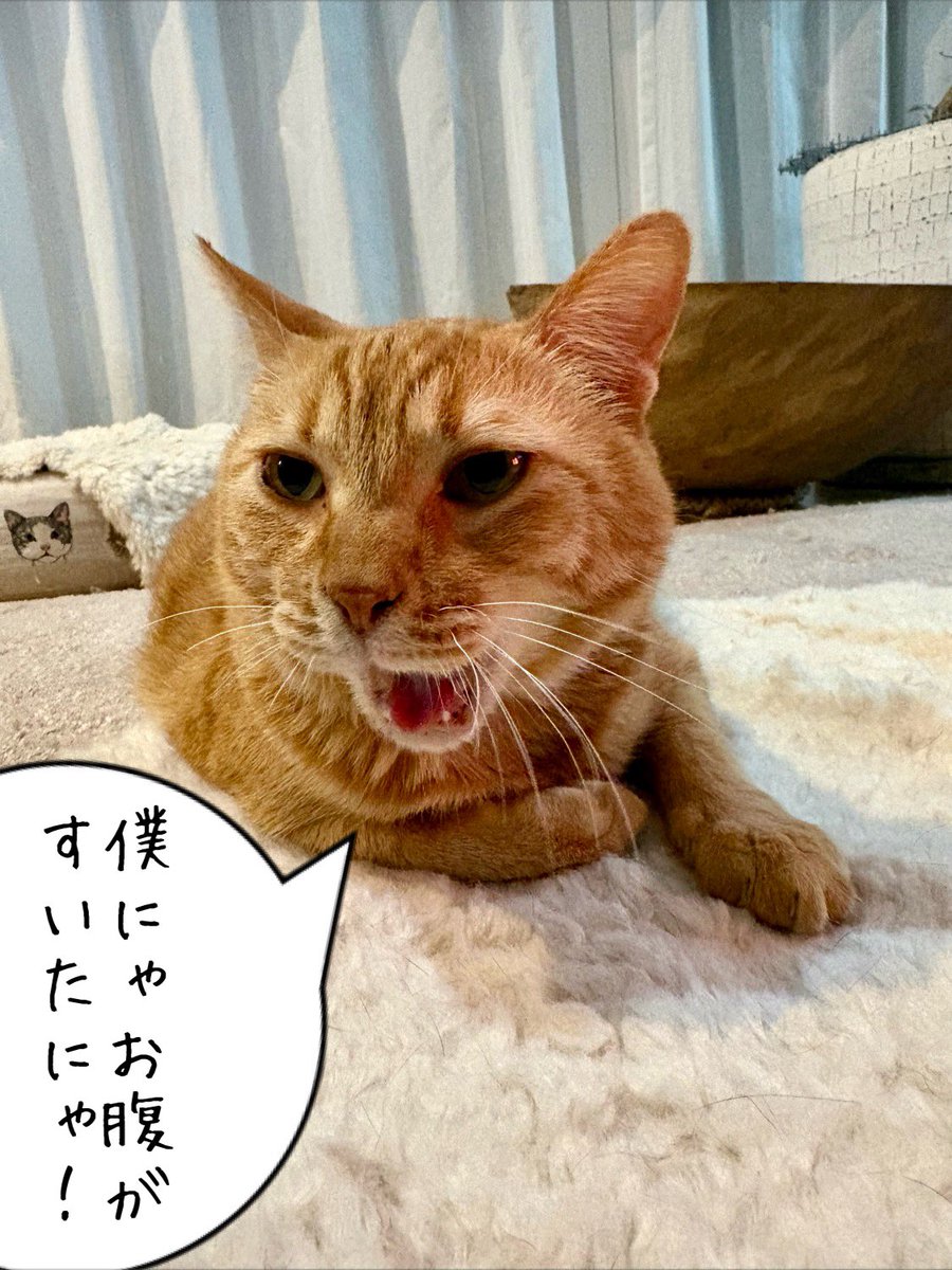 空豆🐾 tweet media