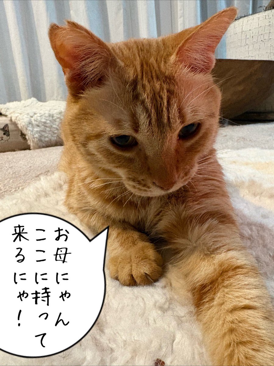 空豆🐾 tweet media