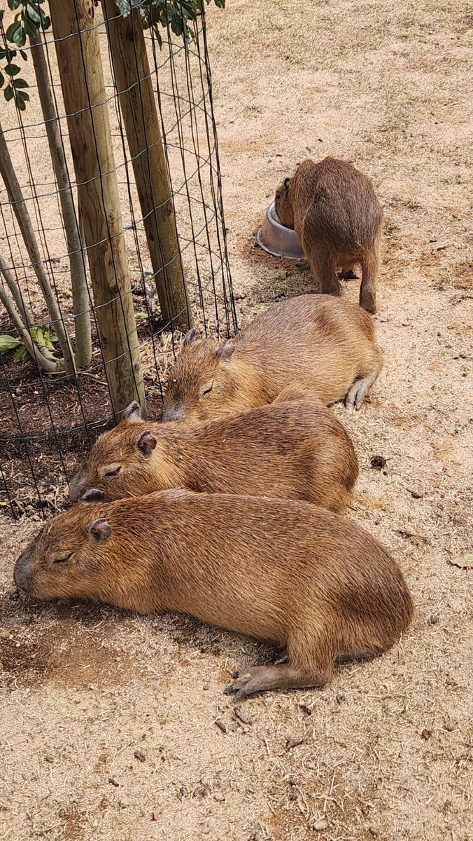 カピバラかぴばら tweet media