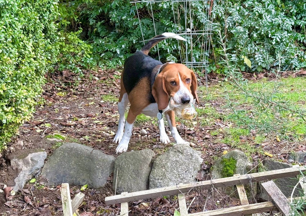 Beagle Facts tweet media