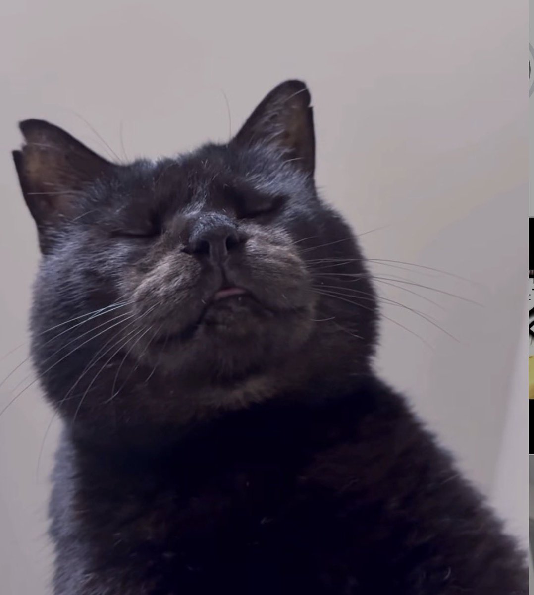 元ボス猫むさし tweet media