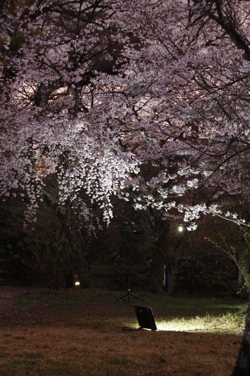 びくはて tweet media