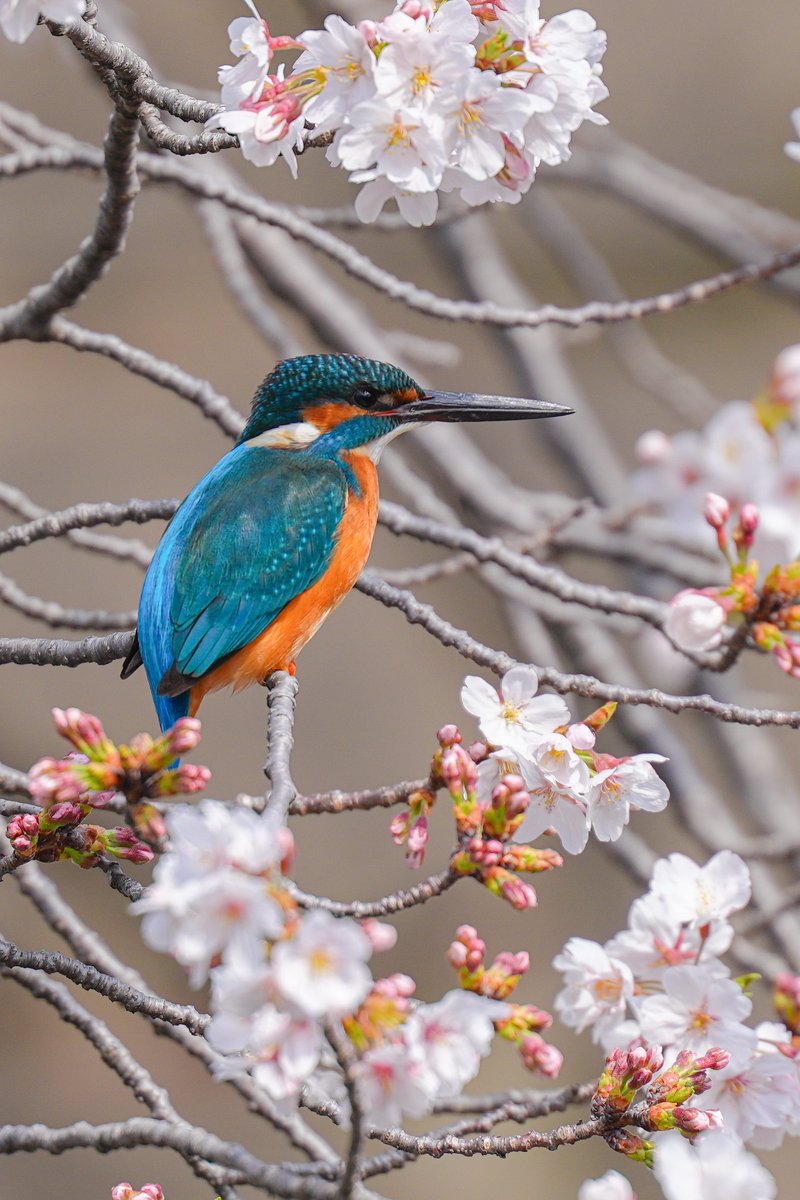 沙倉しずか tweet media