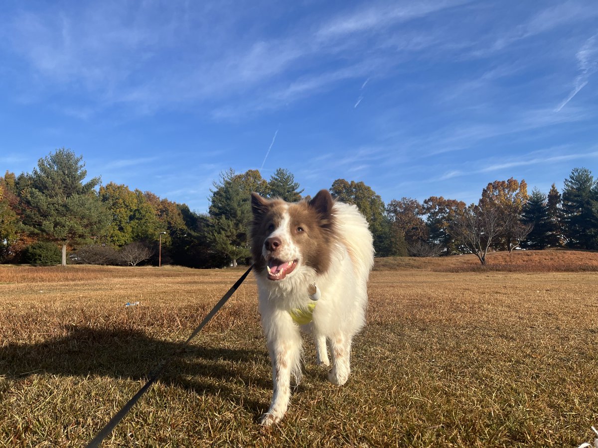 アメリカの皆さんがでかい犬を見たがってるの？それとも日本の皆さんがでかい犬を見たがってるの？