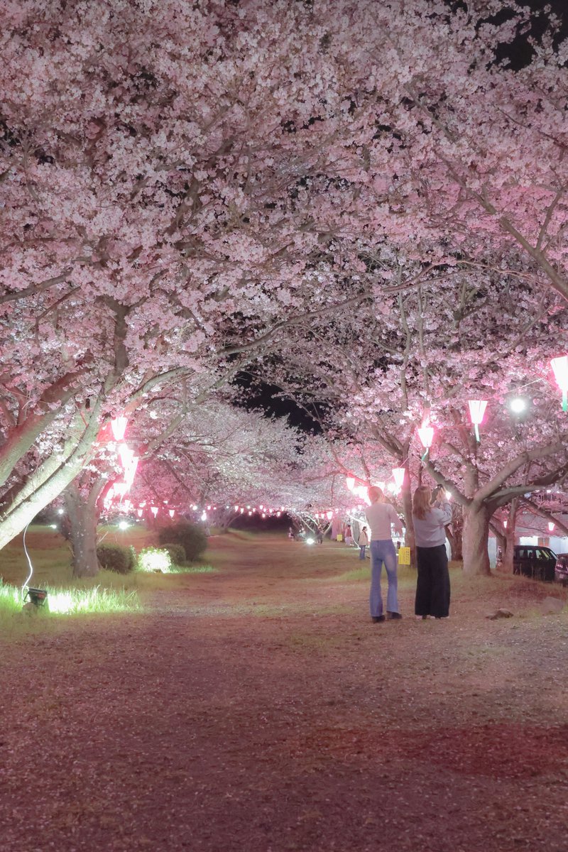 Power_Level_5's tweet photo. 愛媛県東温市・茶堂公園桜まつり。 https://t.co/tySHuKyWtc
