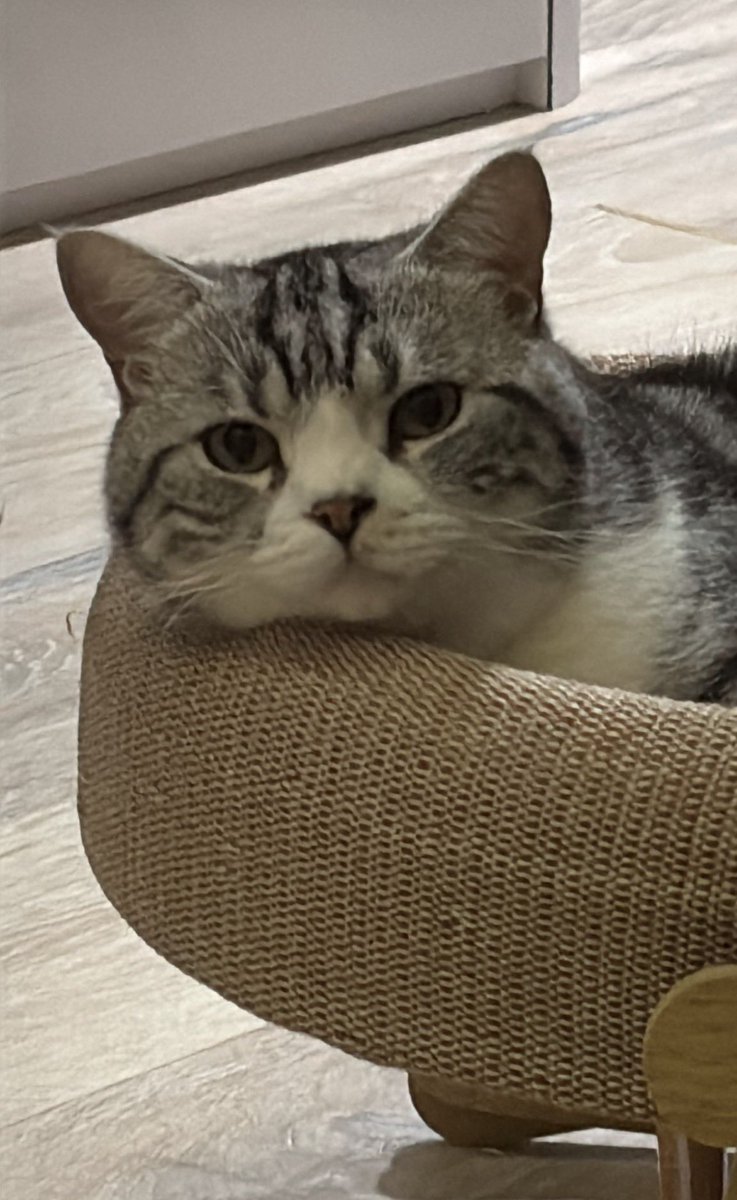 三日月 凌【HKvtuber】香港第一金毛紅眼男V tweet media