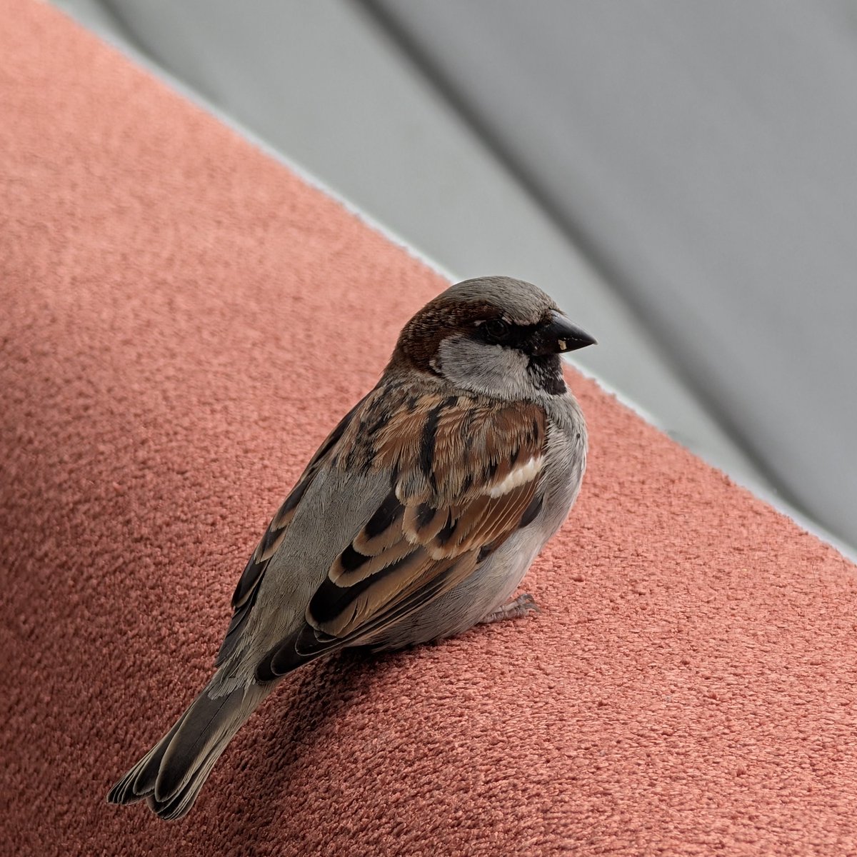 severin tatarczyk tweet media