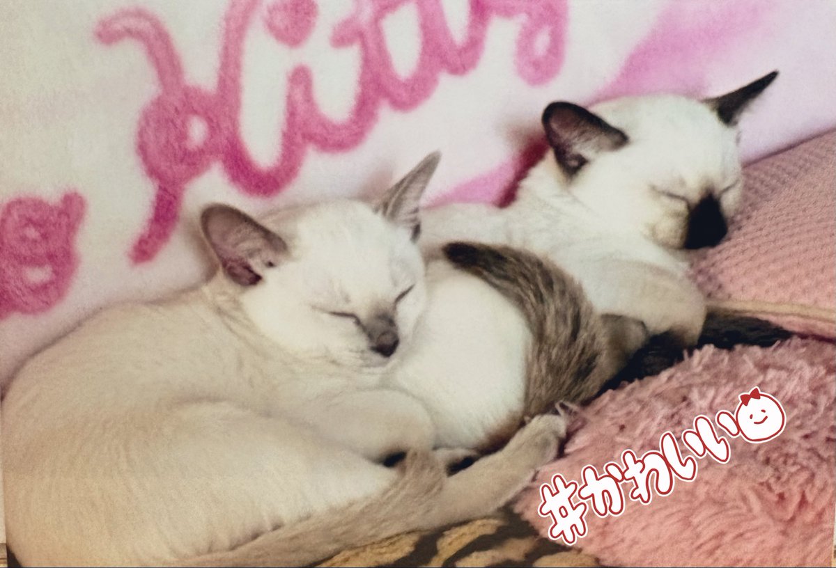 ゆずみっこ tweet media