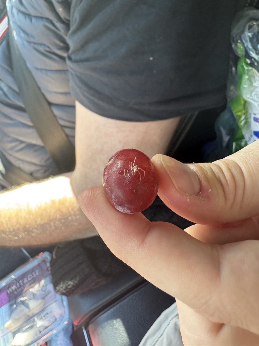clurabella's tweet photo. Yummy @waitrose just nearly eaten a dried spider on my grapes just purchased from #HopwoodServices whilst I travel home! Currently trying to scrape spider web from my tongue on the M42praying I’ve not eaten any of its relatives 🤮🤮🤮 https://t.co/wiRx67ZHFw