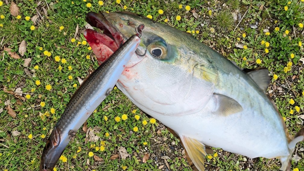 ルアーロスト伯爵 tweet media