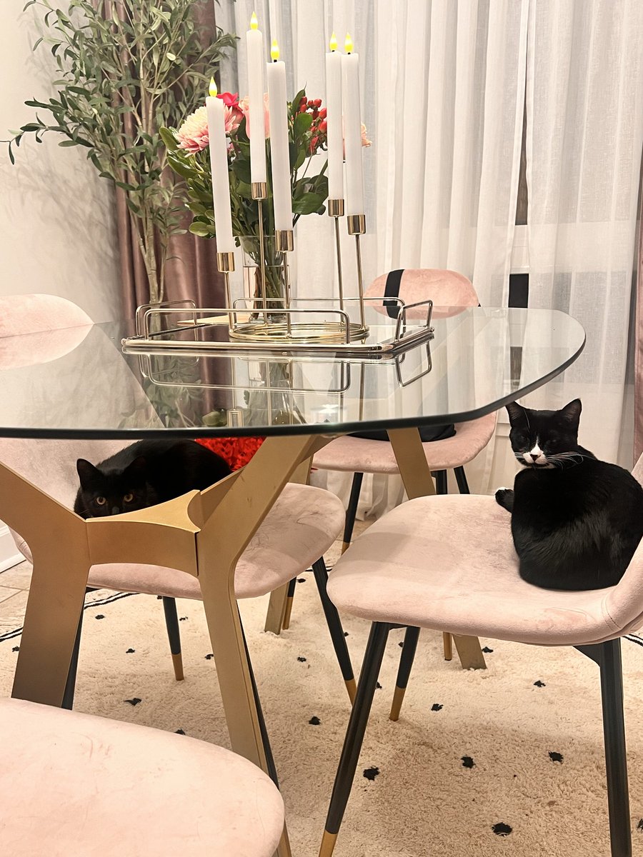 Calpybara tweet media