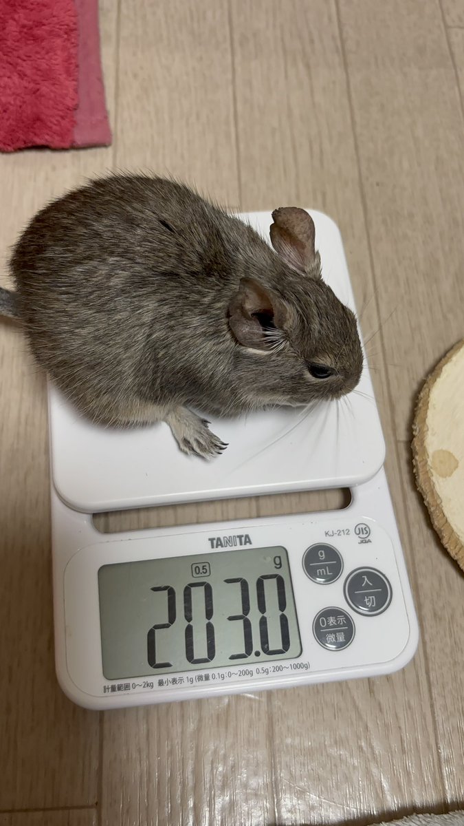 ゆらぎ🌲デグーのちょこ🐭むぎ tweet media