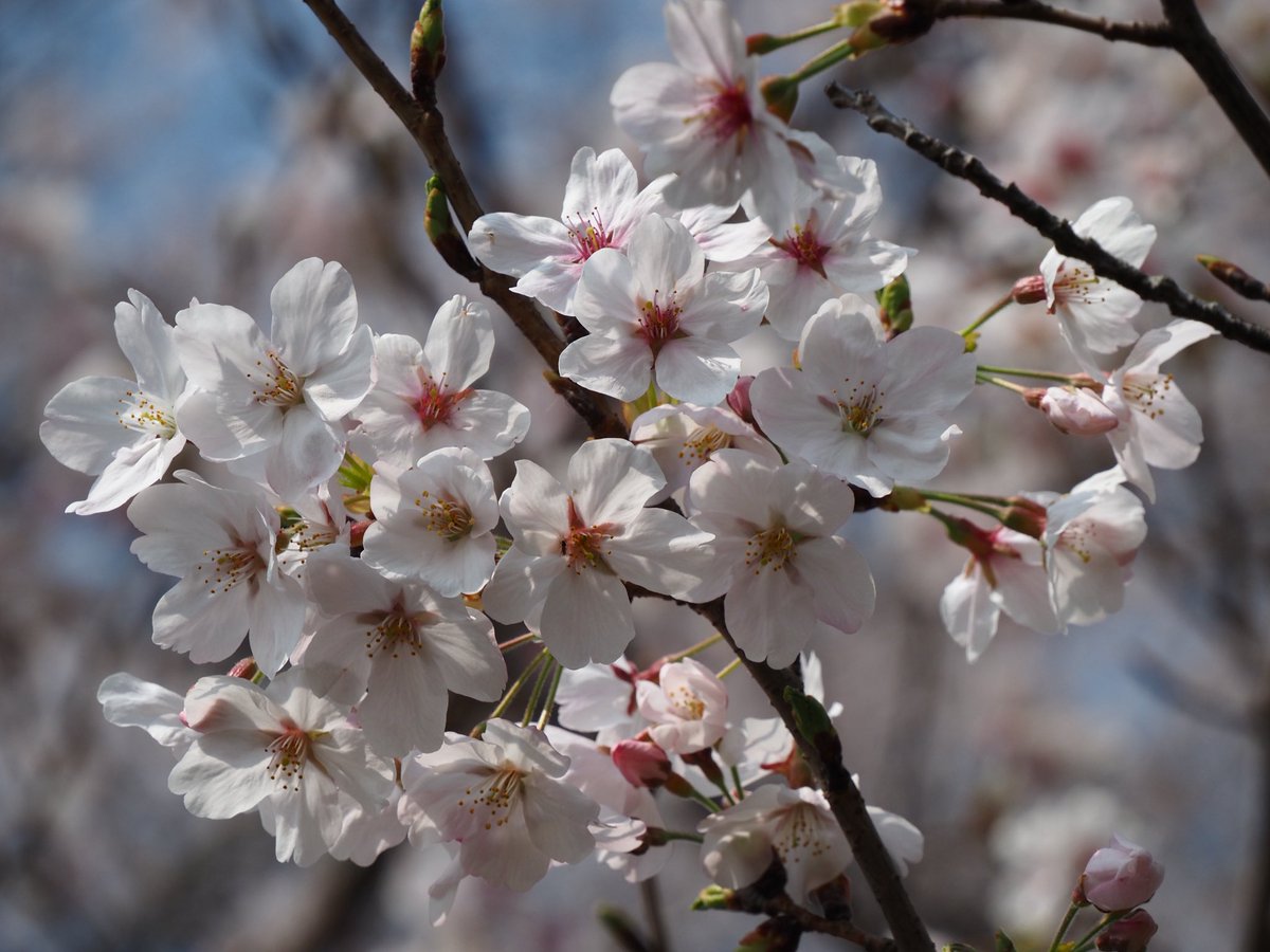 Y.K@ぐーりんぱ tweet media