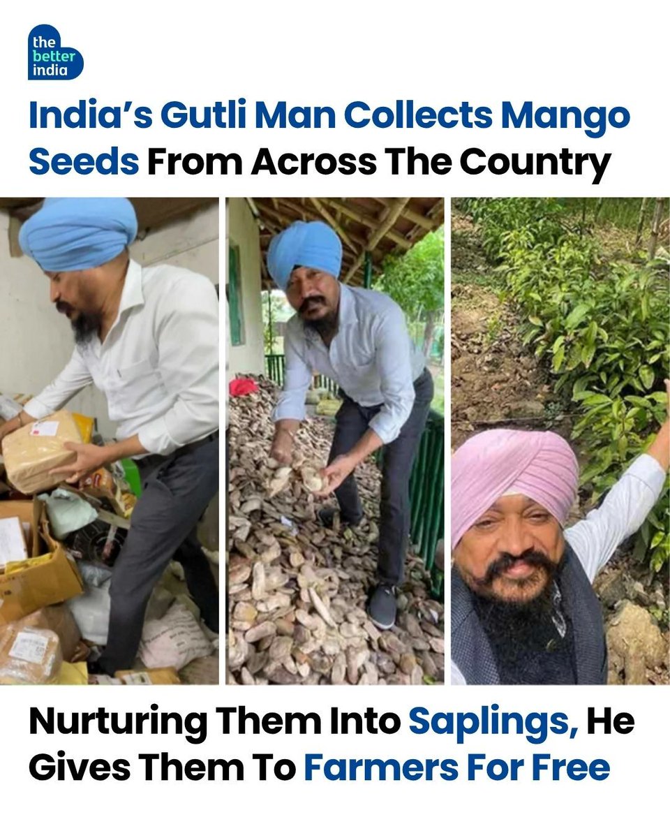 thebetterindia's tweet photo. Every summer, millions of mango seeds end up in the trash. But for one man in Kolkata, they are seeds of hope.

Meet Jasmit Singh Arora — lovingly called India’s ‘Gutli Man’ — a former doctor and entrepreneur who’s now leading a silent revolution rooted in kindness.

His mission?

• Collect mango seeds from across the country.
• Nurture them into saplings.
• Graft them with local mango varieties.
• Give them to farmers — completely free.

“Mango trees take time, but they’re a long-term win — they lock carbon, boost biodiversity, and give farmers steady income,” said Jasmit Singh Arora to The Telegraph India.

Most farmers he supports were trapped in low-yield, water-hungry paddy.

His solution? Replace it with mango trees — less water, more income, and a greener future.

Last year alone, Jasmit received over 1.1 million mango seeds — from across the nation.

So this mango season, don’t just eat. Act.

How You Can Contribute:
• Enjoy a Mango: Savour the fruit, but don't discard the seed.
• Clean and Dry: Wash the seed and sun-dry it for 2-3 days.
• Send It: Pack the dried seed and send it to Jasmit Singh Arora.
• Call him: 9831459390 — he'll guide you on how to send it.

Your summer fruit can become a farmer’s future. Let’s plant more trees — let’s plant change.

#SustainableFarming #GreenIndia #PlantMoreTrees #GoodNews #summersIndia

[Jasmit Singh Arora, Gutli Man of India, Mango seed initiative, Sustainable farming, Mango tree plantation]