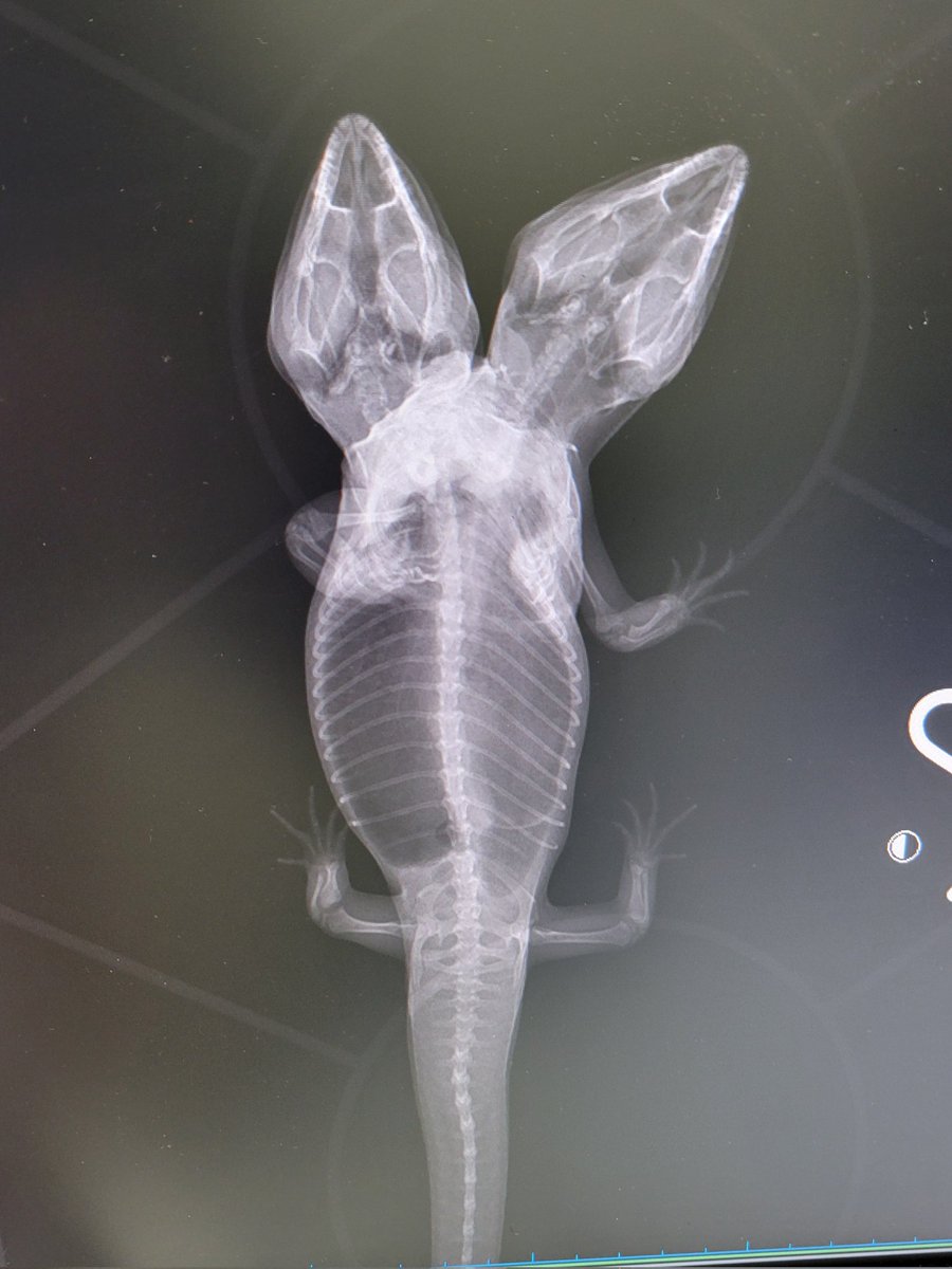 こんたらう tweet media