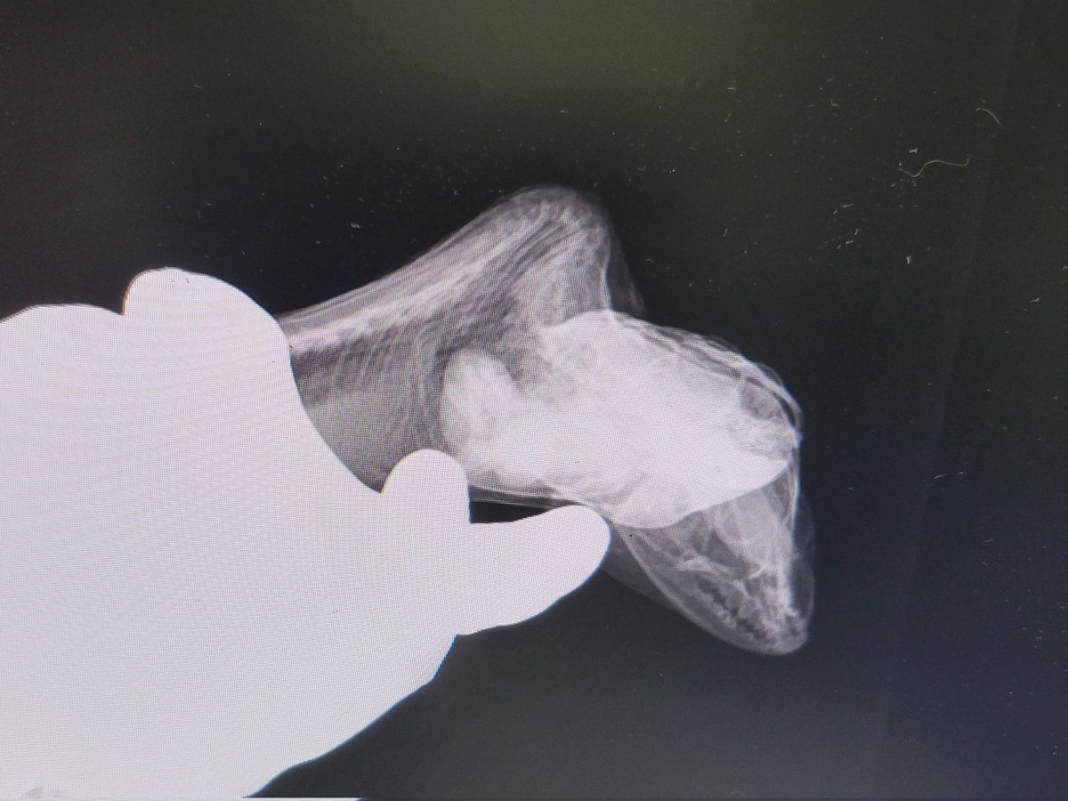 こんたらう tweet media