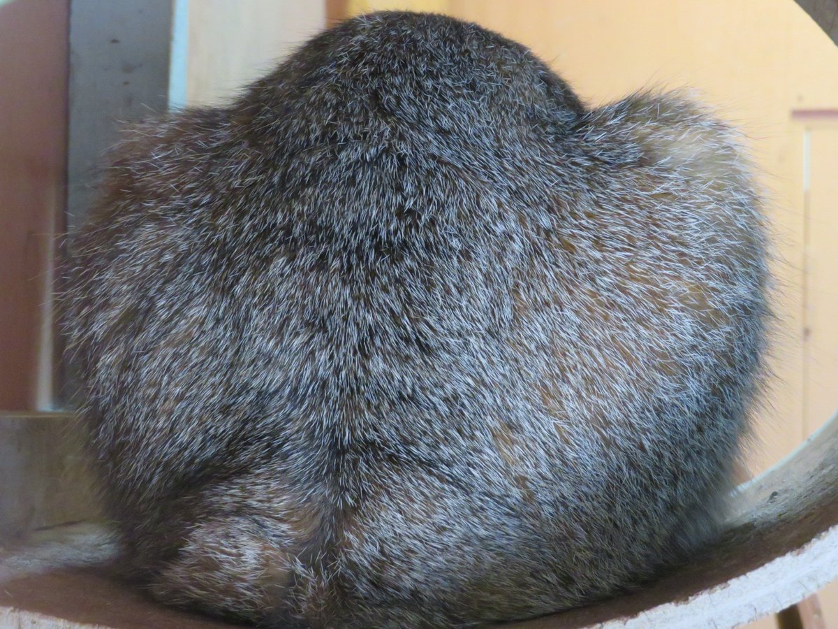 사가미 tweet media