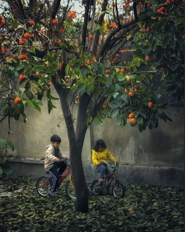 جمال حسين علي tweet media