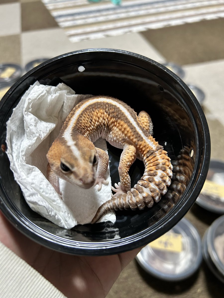 🐉Ryu🐉 tweet media