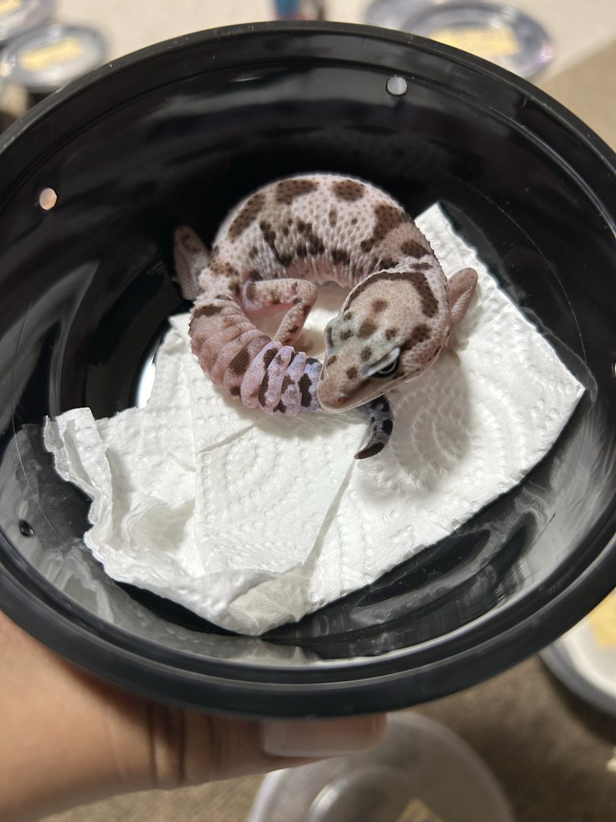 🐉Ryu🐉 tweet media