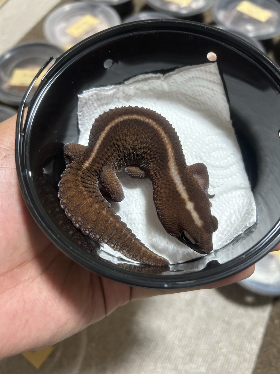 🐉Ryu🐉 tweet media