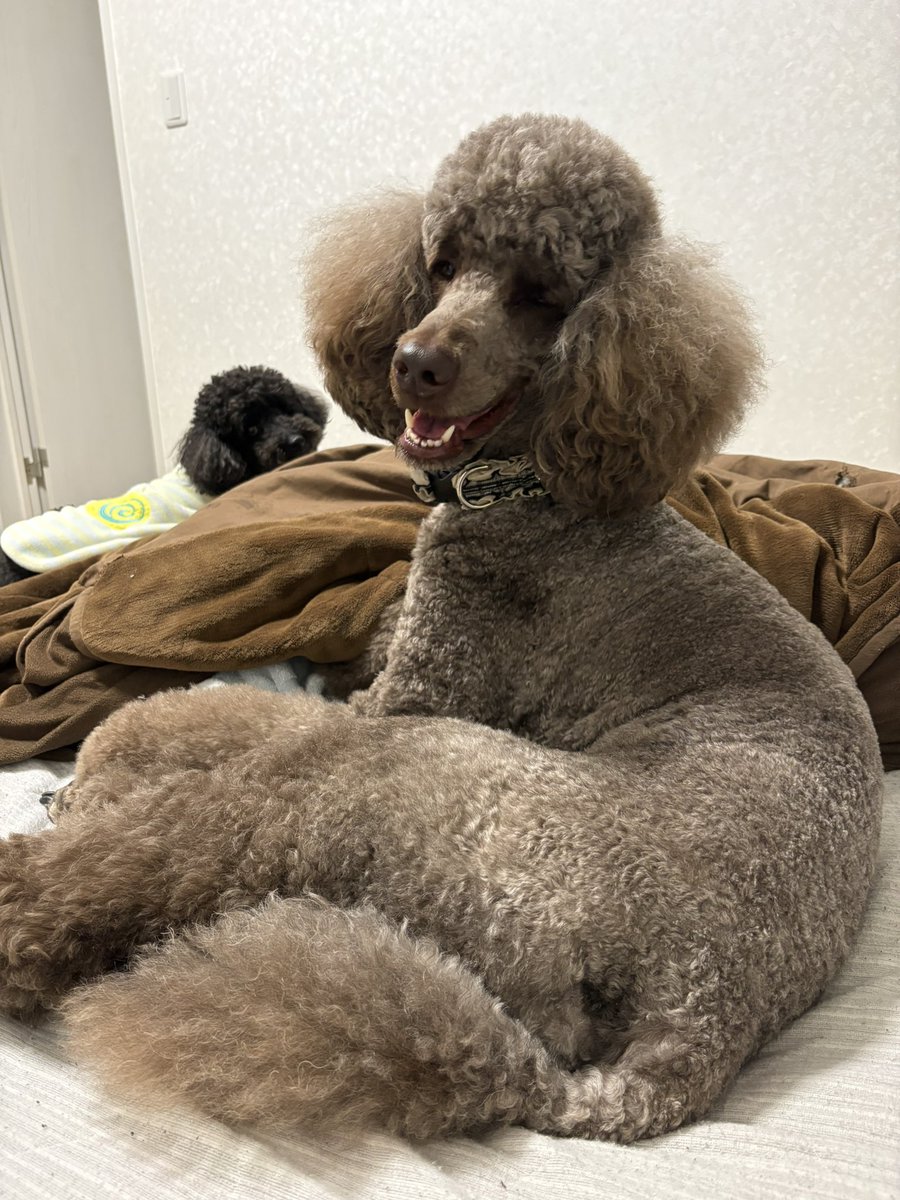 ハクはむ🐹🐶 tweet media