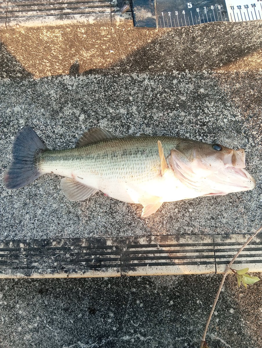 CashflowSMG tweet media