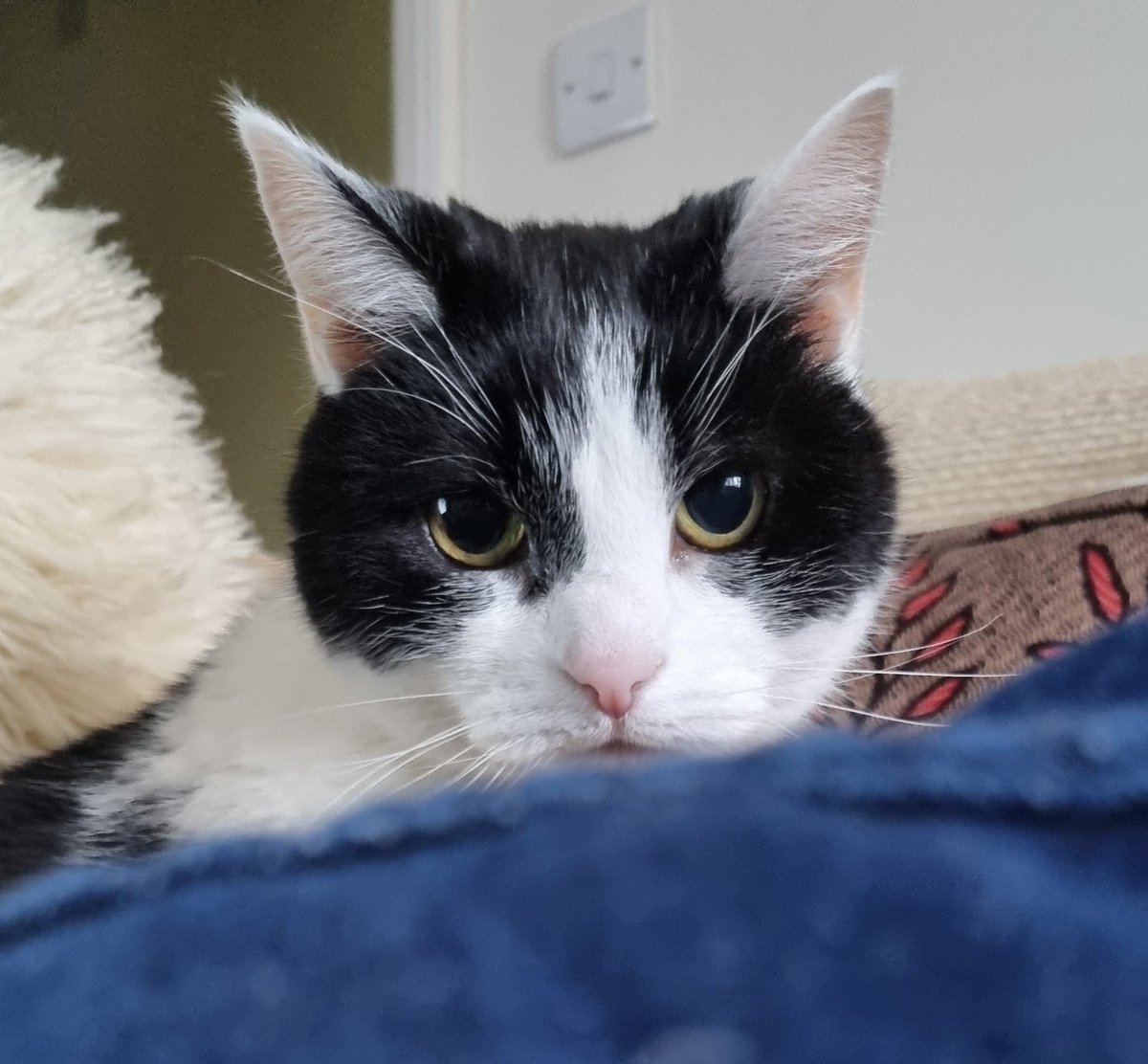 I'm much more with it today... but wary of staff.  They're crafty and get up to stuff when I'm in hiding!  Happy #tunatuesday ❤️