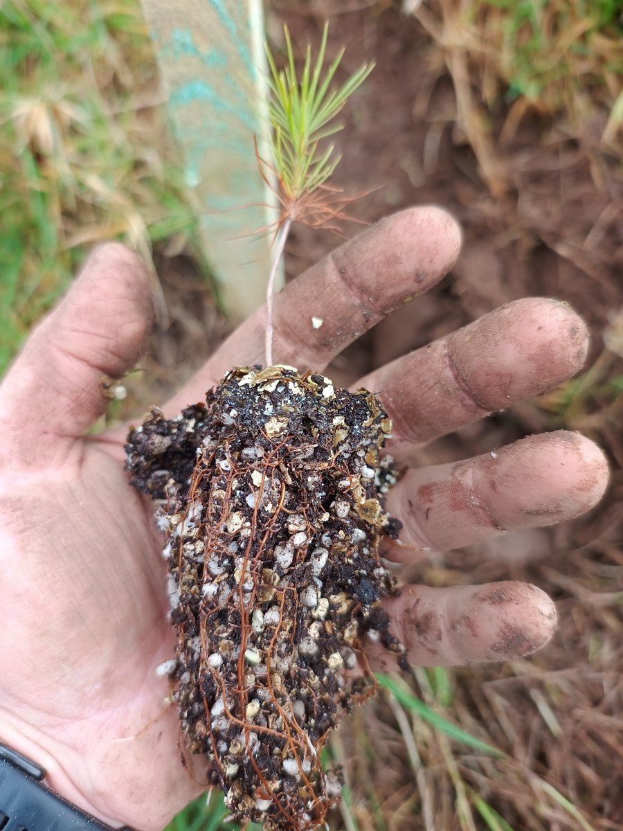 Prof Paul Thomas tweet media