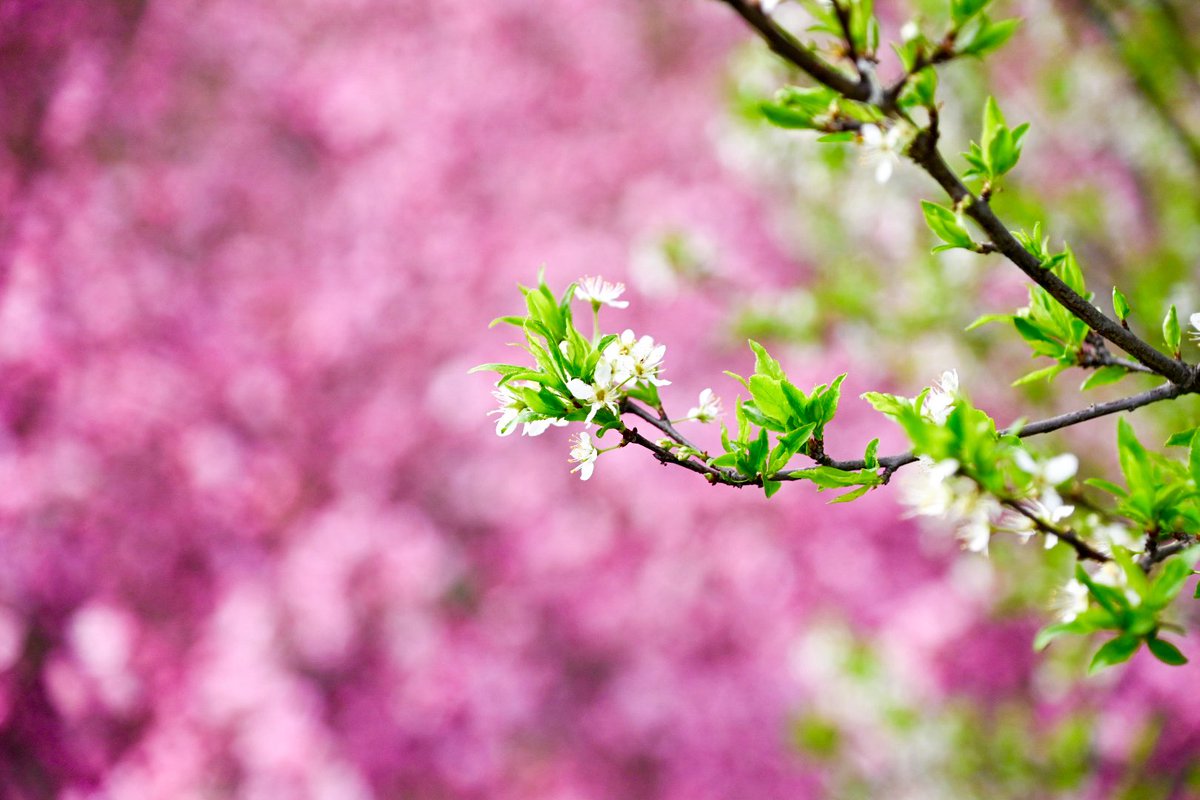 村上拖一鞋 tweet media