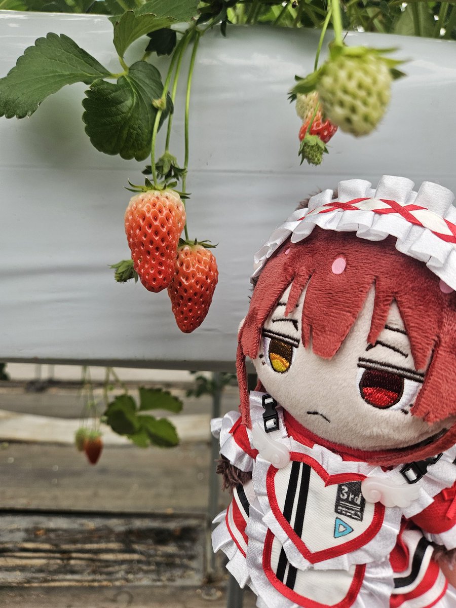 オウル🏴‍☠️🥃@きゅるるん両日 tweet media