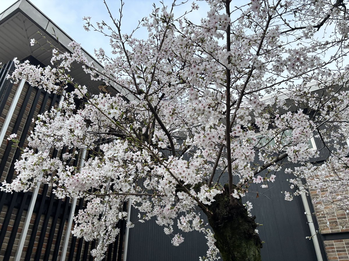 フレケル@KOPな太鼓叩き tweet media