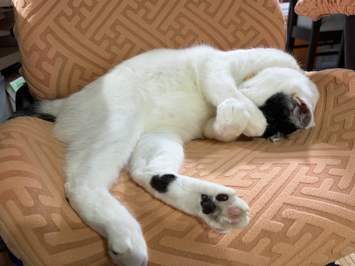 てこパカ(tecopaca)新肉球同盟写真部😻清掃隊🧼咲顔繋がり💜 tweet media